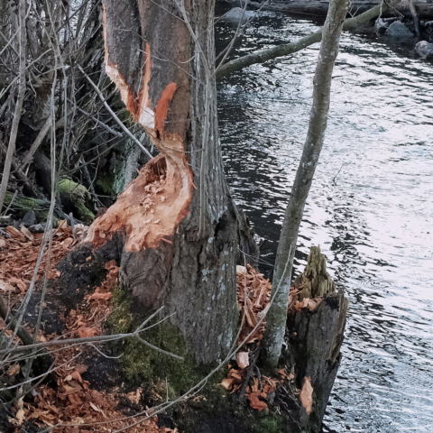 Bäveråverkan vid Igelbäcken på Järvafältet