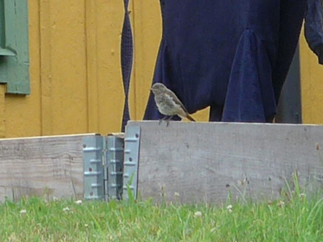 Svart rödstjärt vid Molnsätra Gård